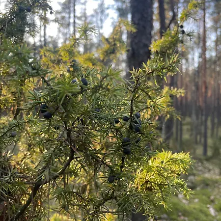 Tatil Evi Lasownia Dom Dzieciol Wielecin