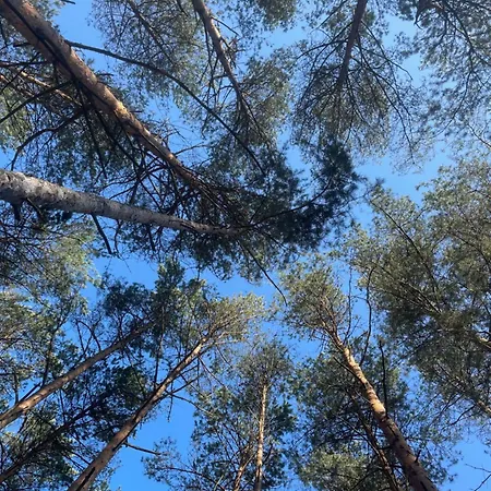 Lasownia Dom Dzieciol 別荘 *