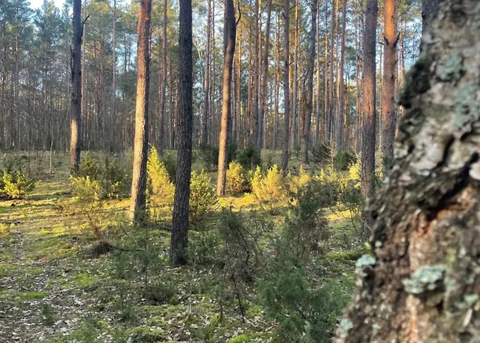 Lasownia Dom Dzieciol Дом отдыха Wielecin