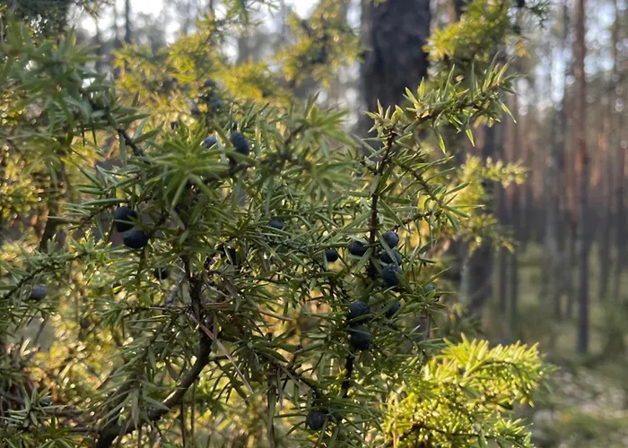 Дом отдыха Lasownia Dom Dzieciol Wielecin